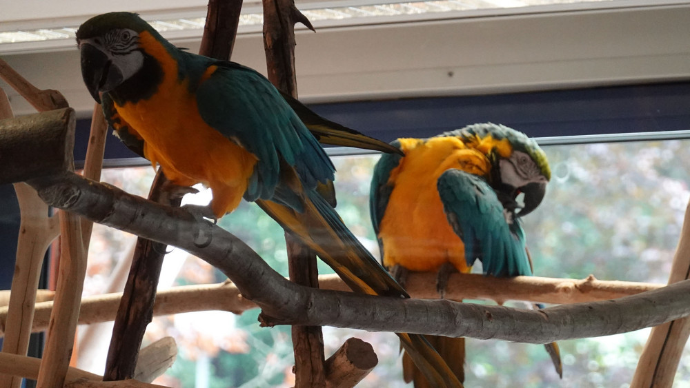 Mluvící papoušci, mezi návštěvníky nejpopulárnější obyvatelé zahrady.