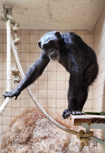 Nová šímpanzice v novém domově. Foto Soňa Drápalíková