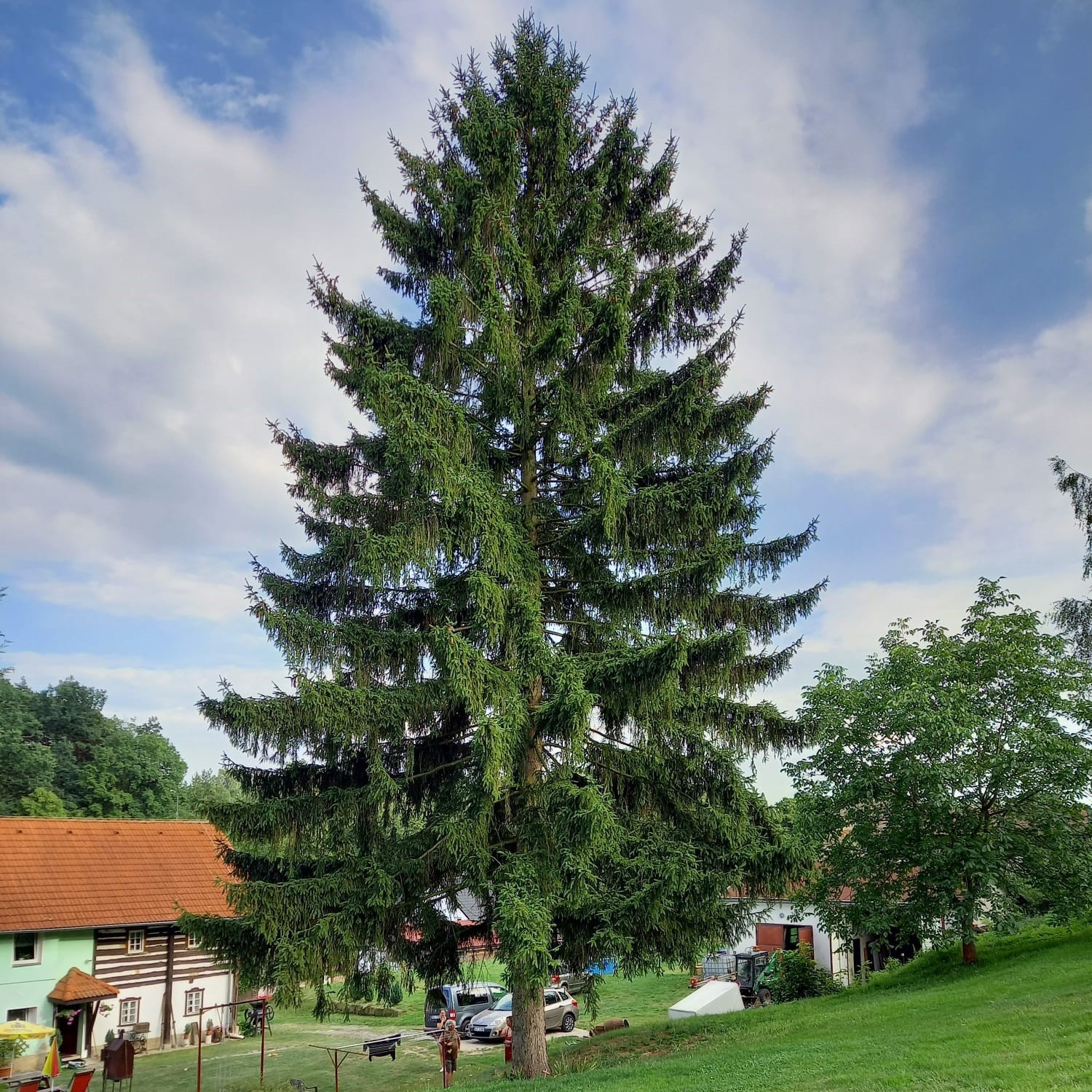 Na Staroměstském náměstí zazáří letos o adventu strom z Libereckého kraje