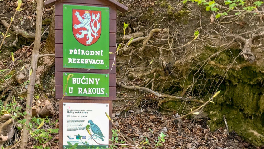 Přírodní rezervace Bučiny u Rakous, foto - zdroj: www.cesky-raj.cz