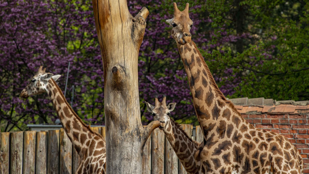 Zoo, foto: Artur Irma
