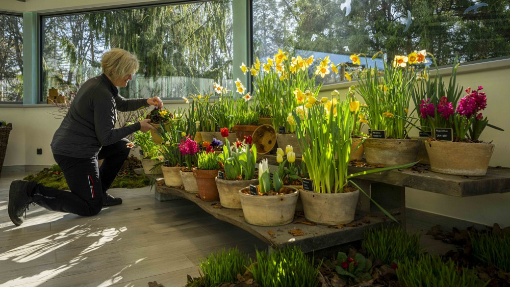 Na MDŽ, tedy 8. března, začala v botanické zahradě tematická výstava jarních cibulovin. Těšit se můžete na sněženky, krokusy, talovíny, ale také na narcisy, modřence nebo tulipány. Foto: Artur Irma.