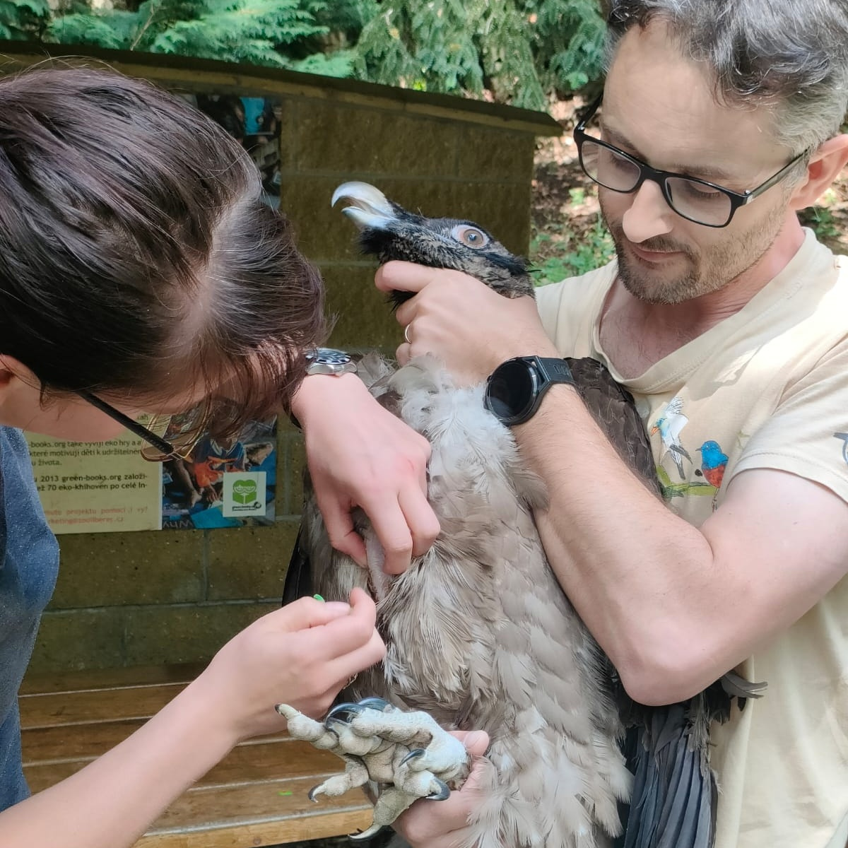 Čipování mláděte před transportem, foto: Zoo Liberec 