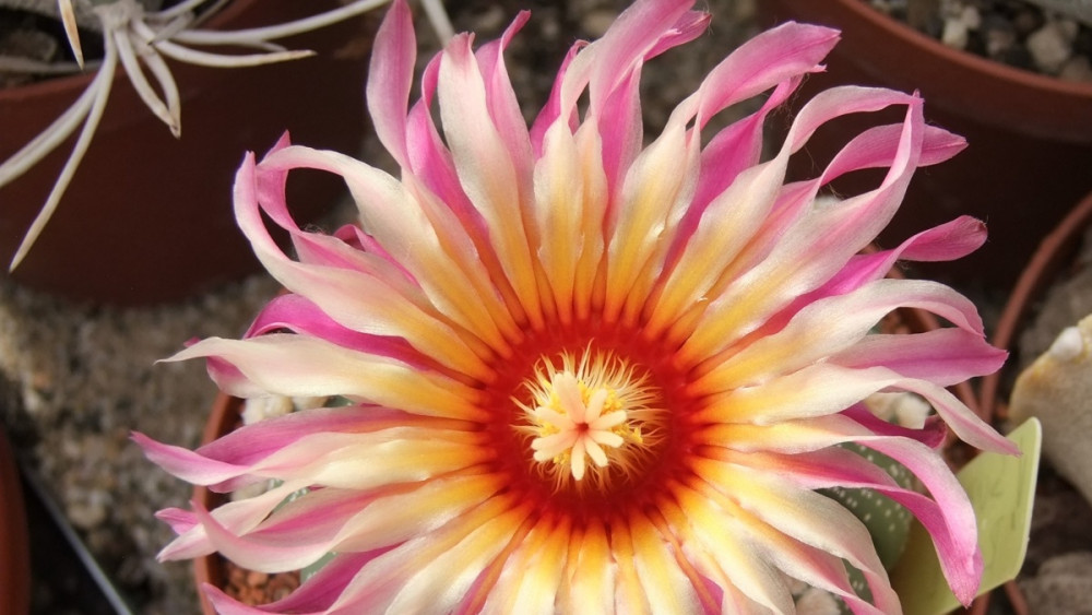 Botanická zahrada, foto: LK