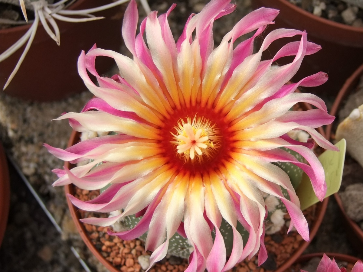 Botanická zahrada, foto: LK