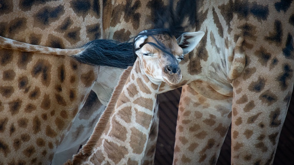 Foto: ZOO Liberec