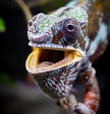 Chameleon pardálí, foto ZOO Liberec