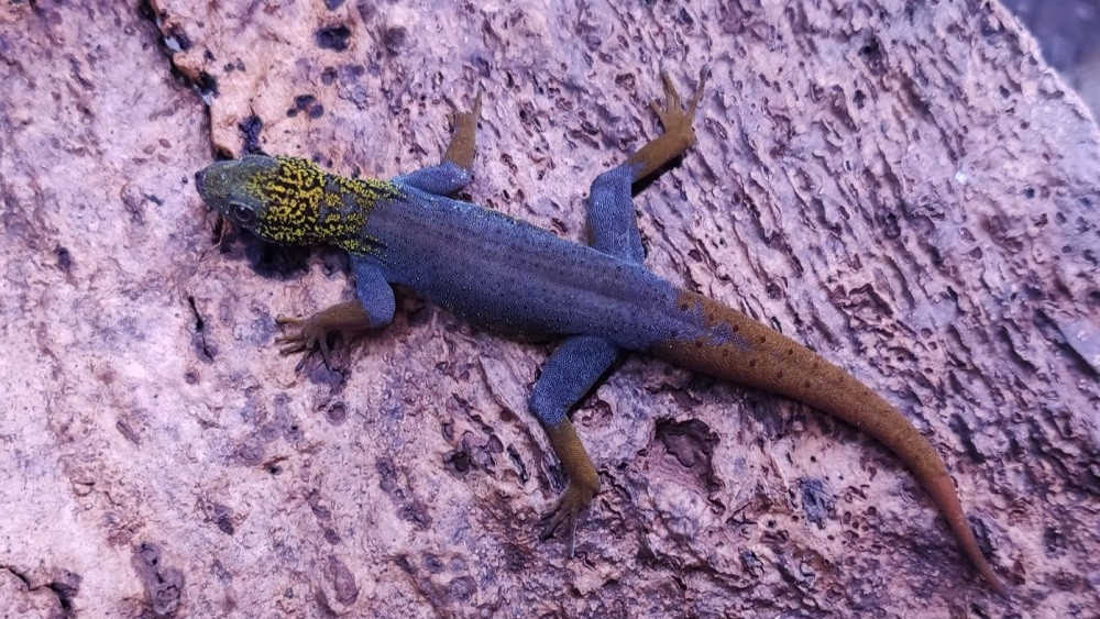 Gekon psychedelický, foto ZOO Liberec