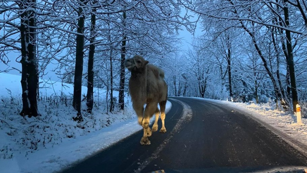 Foto, které odstartovalo Bakovu mediální kariéru. Velbloud nad ránem v Jizerkách, foto: FB Silnice LK