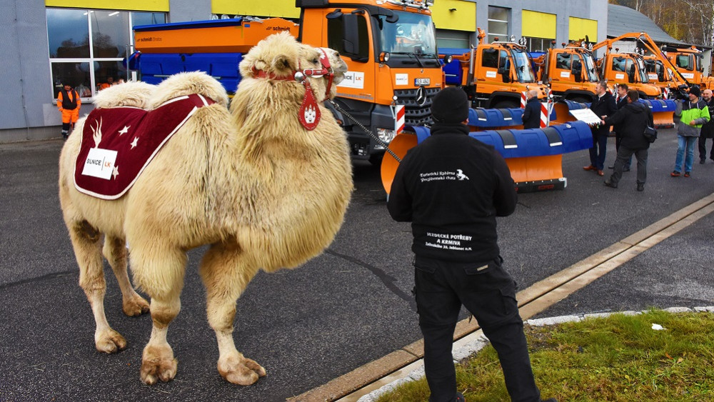 Velbloud Bak, mediální hvězda prvního sněhu roku 2019, při předávání nové techniky pro zimní údržbu. Archivní foto Mad