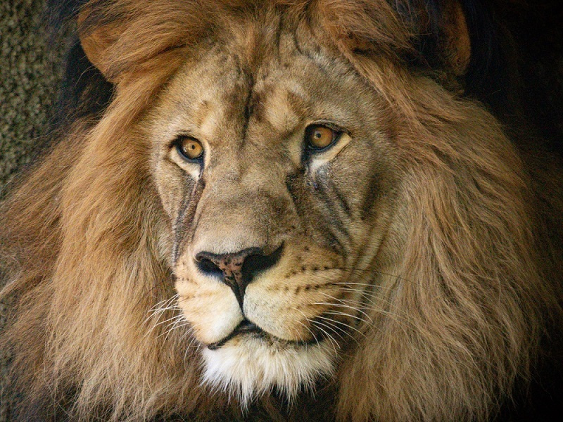 Lev berberský, foto ZOO Liberec