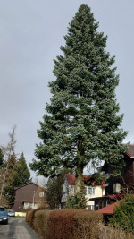 Vánoční strom, foto: LB