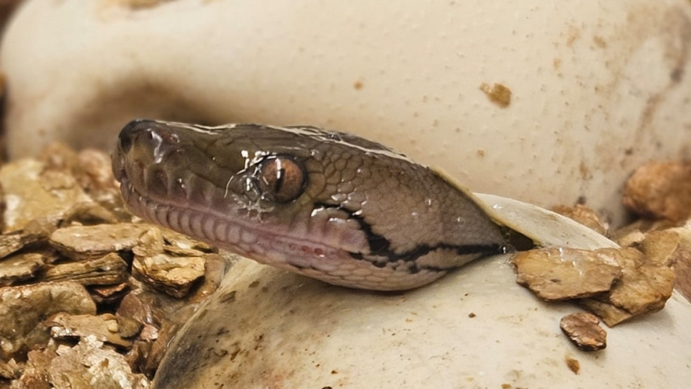 Líhnutí krajty mřížkované, foto: Zoo Liberec