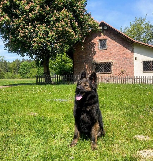 Pes Fantom, foto: PČR