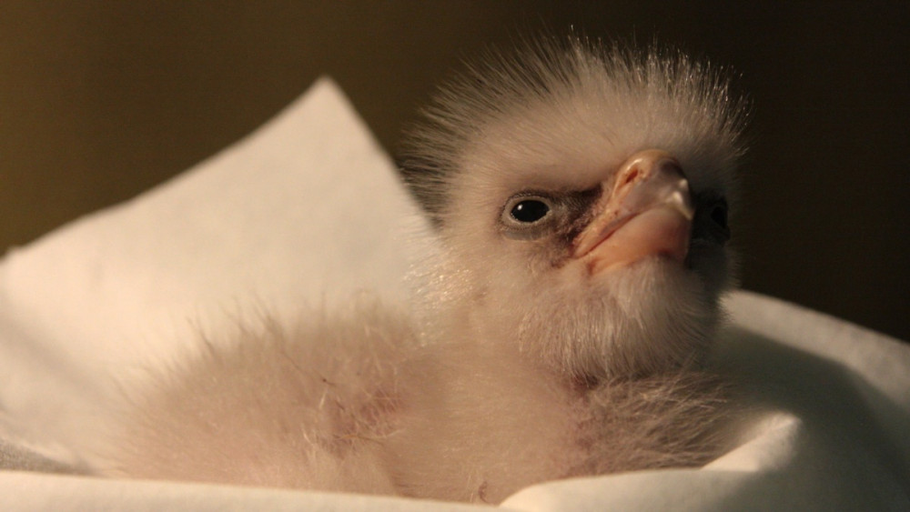 Orel východní, foto: Zoo Liberec