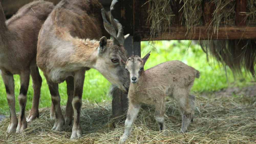 Koza šrouborohá, foto: Zoo Liberec