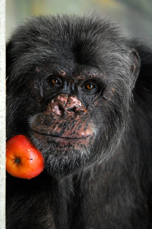 Foto: ZOO Liberec