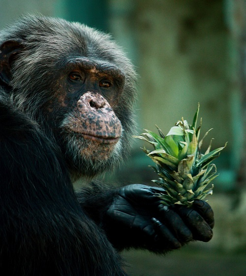 Foto: ZOO Liberec