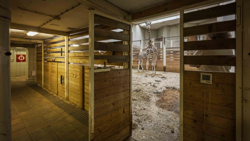 Pavilon žiraf a zeber v liberecké zoo, foto: Artur Irma