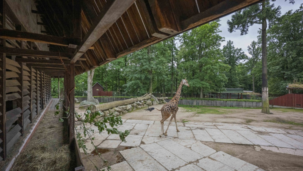 Pavilon žiraf a zeber v liberecké zoo, foto: Artur Irma