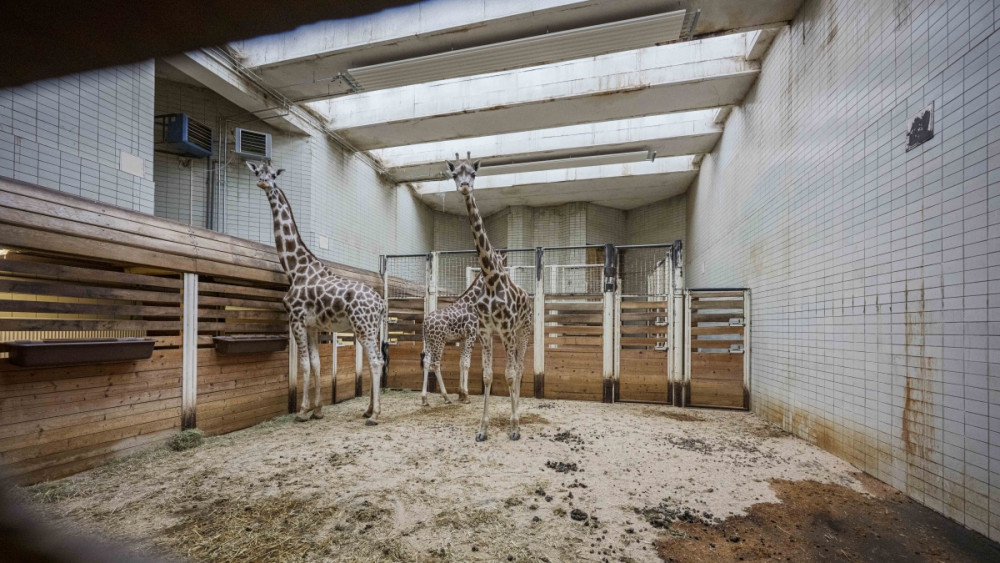 Pavilon žiraf a zeber v liberecké zoo, foto: Artur Irma