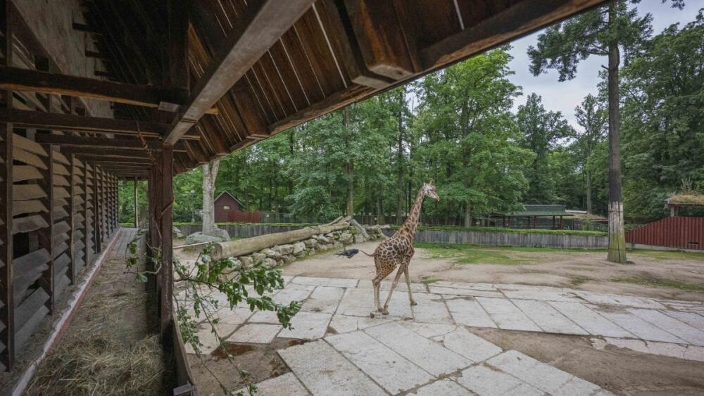 Pavilon žiraf a zeber v liberecké zoo, foto: Artur Irma