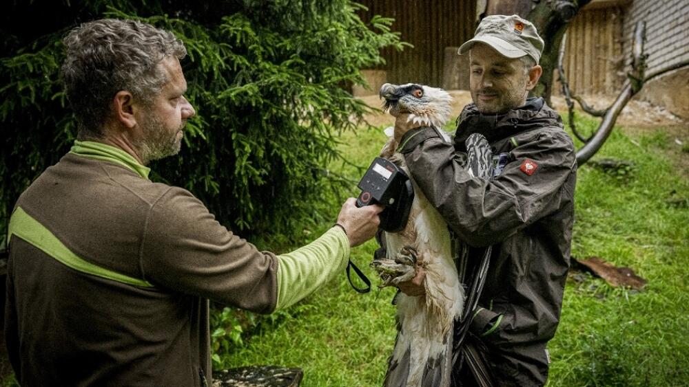 Kontrola čipu před transportem. Foto od ZOO Liberec