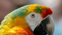 papoušekSuper