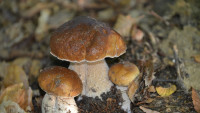 houbyhřiby