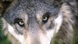vlk-wolf-1284276 960 720