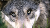 vlk-wolf-1284276 960 720