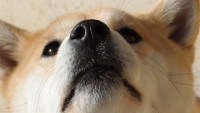 pespodhled