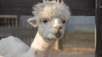 lama-3801453 1280