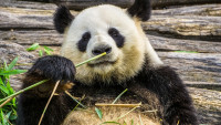 panda2