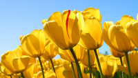 Tulips