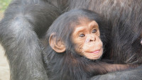 šimpanzMladě