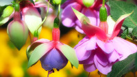fuchsieNew1