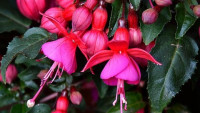 fuchsieC