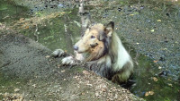 pesBažina