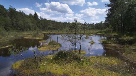 swampOK