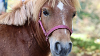 ponyKNL
