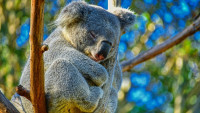 koala-4721677 1280