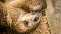 surikata2zoo