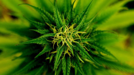 marijuanaDetailZelena