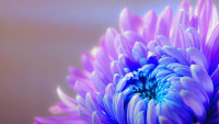 chrysanthemum-1332994 960 720