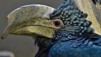 zoborozec-sedolici-ceratogymna-brevis