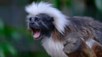 tamarin