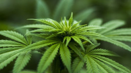 marihuana