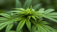 marihuana