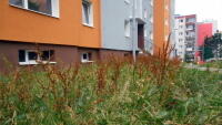 travaRochlice1